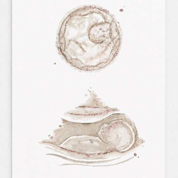 Watercolour painting of an embryo and ultrasound scan on a white background
